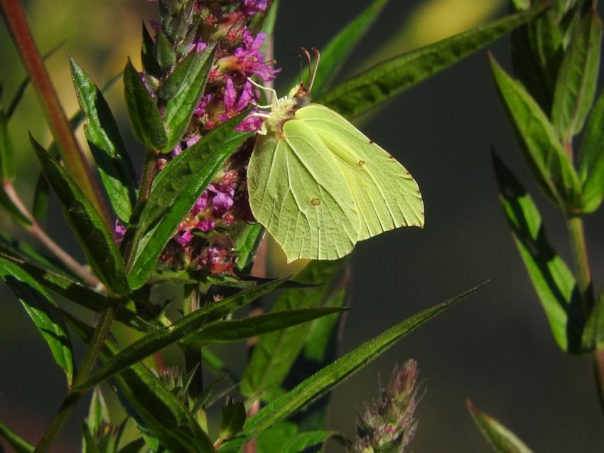 papillon