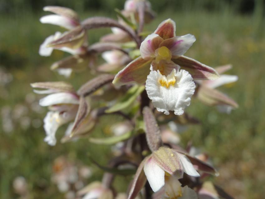 Epipactis des marais