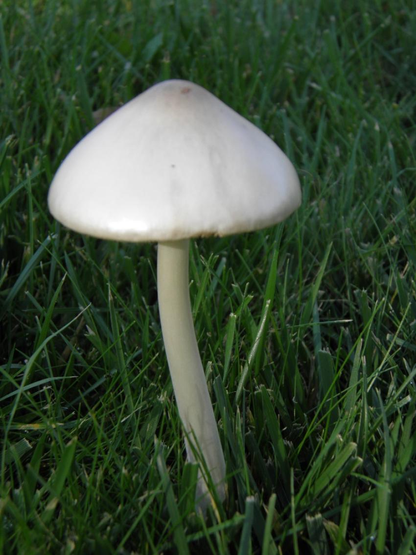 champignon