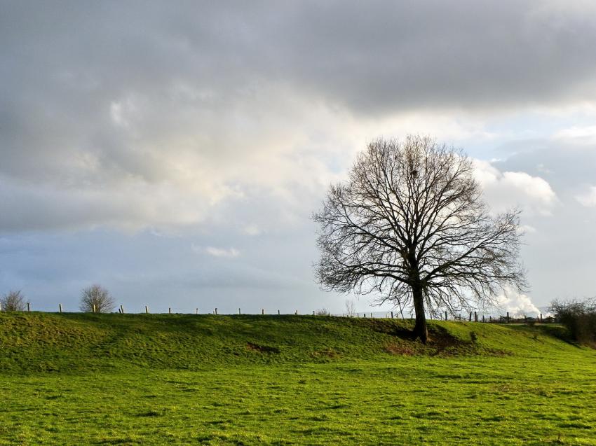 L'arbre