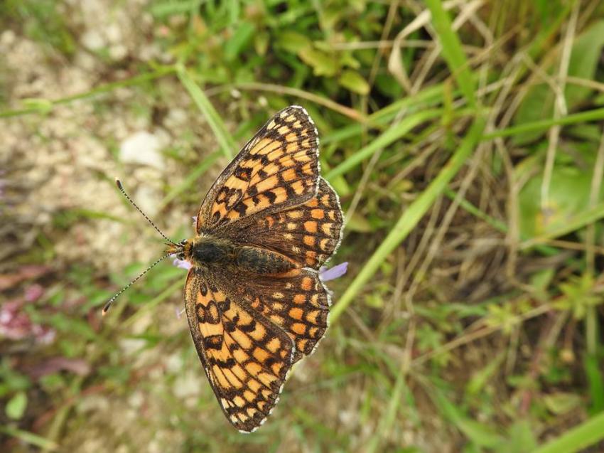 papillons