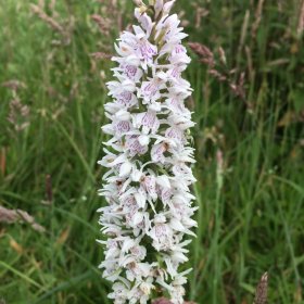 Orchis tachet