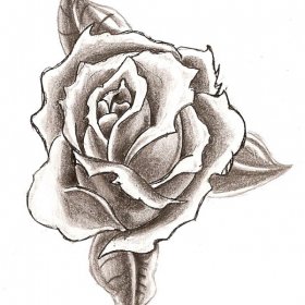 ROSE HGYT