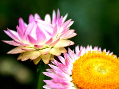 Résultat de recherche: Dahlia