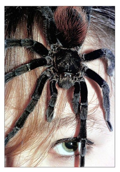 Résultat de recherche: mygale