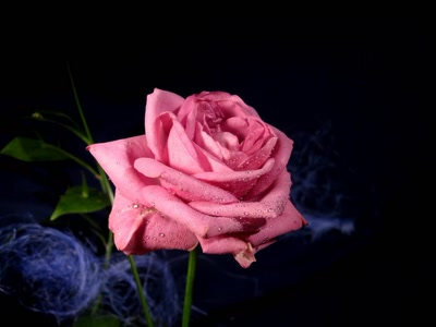 Résultat de recherche: Rose rose