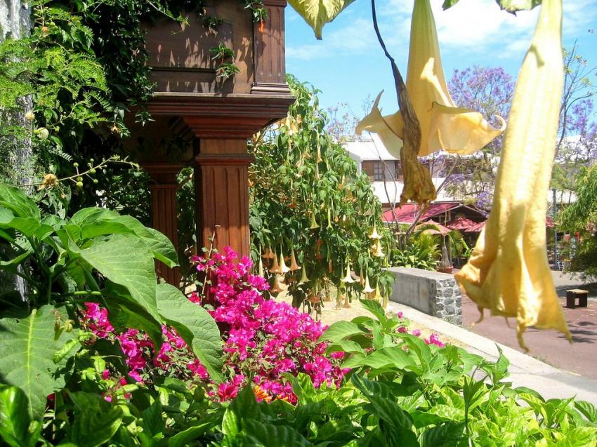 Fleurs Ile de la Réunion