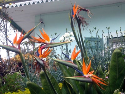 Œuvre de corsu33: Oiseaux de paradis