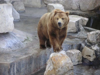 Œuvre de yassoura: ours