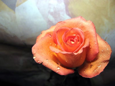 Résultat de recherche: Rose orange