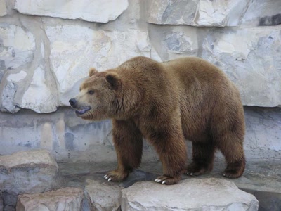 Œuvre de yassoura: Ours