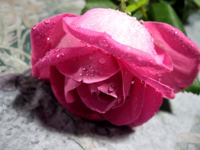 Résultat de recherche: Rose douce