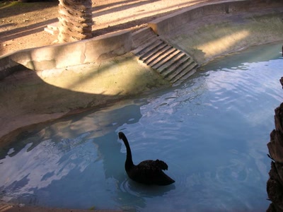 Œuvre de yassoura: canard