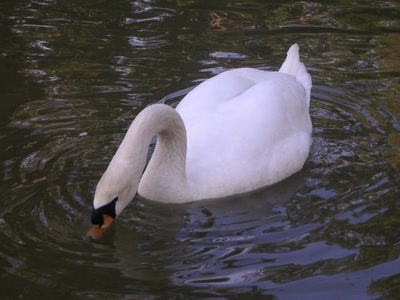 Œuvre de yassoura: oie