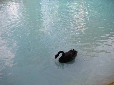 Œuvre de yassoura: canard