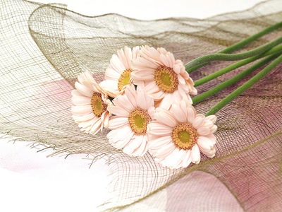 Résultat de recherche: fleur