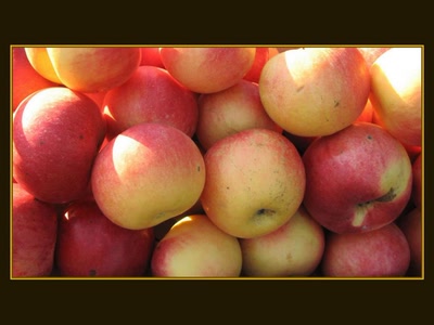 Résultat de recherche: Pommes 2