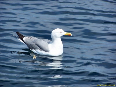 Œuvre de jmboucher: Mouette