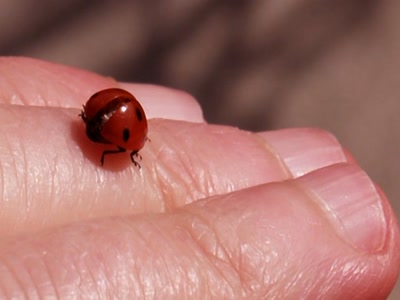 Résultat de recherche: le printemps