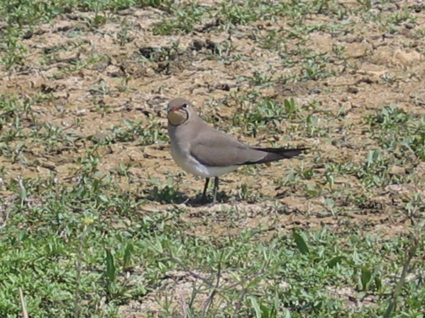 Glaréole à collier