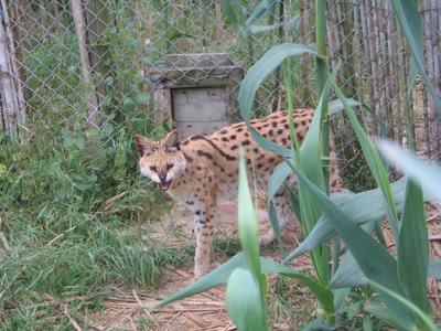Œuvre de Mirmarwen: Serval