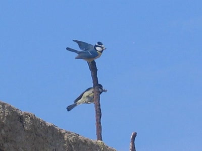Résultat de recherche: Messange bleu