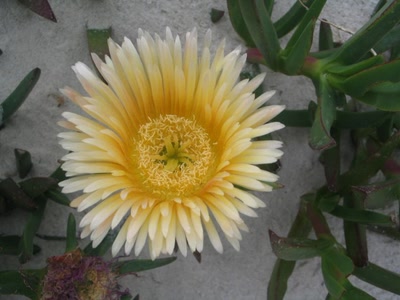 Résultat de recherche: Charbabou