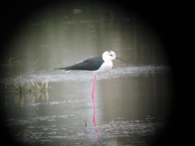 Résultat de recherche: Echasse Blanche