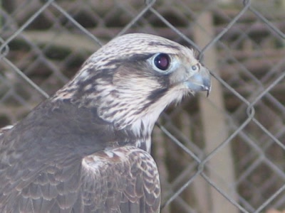 Résultat de recherche: Faucon Lanier