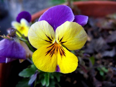 Résultat de recherche: pensée