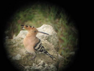 Résultat de recherche: Huppe Fasciée