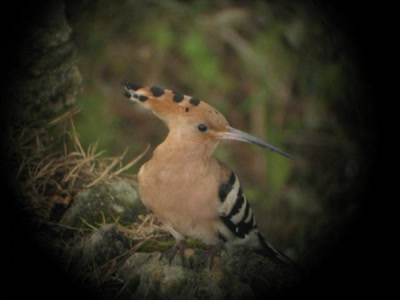 Résultat de recherche: Huppe Fasciée 2