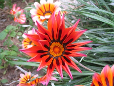 Résultat de recherche: Fleure Rouge