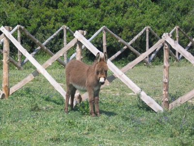 Œuvre de Mirmarwen: J7ayech