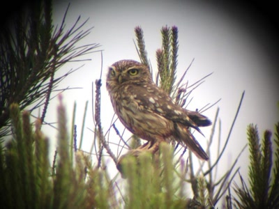 Résultat de recherche: Chouette Cheveche