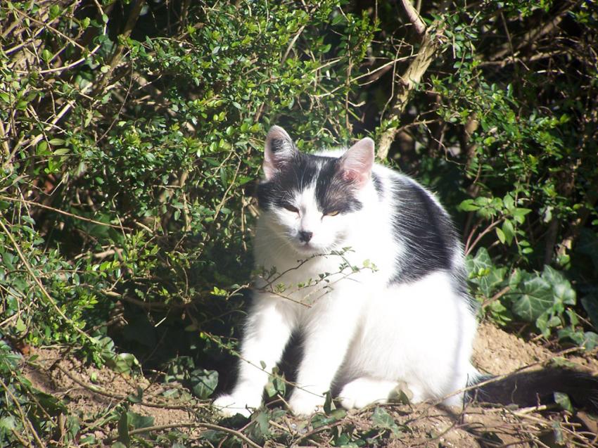 "La vache" dans le jardin