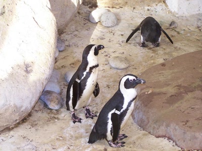 Œuvre de graphia: à nausicaa