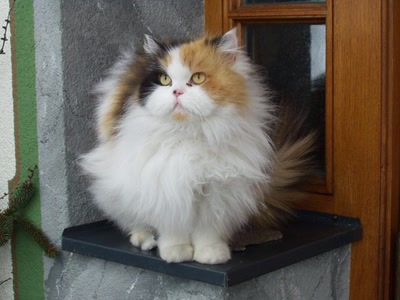 Résultat de recherche: Chat