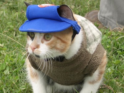 Résultat de recherche: Chat