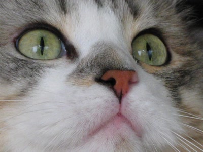 Résultat de recherche: Chat