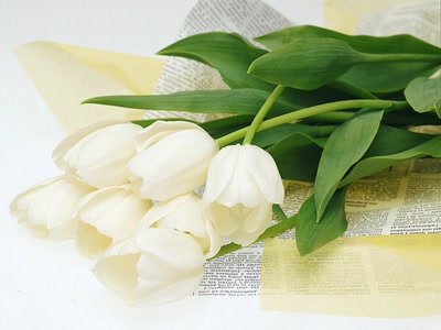 Résultat de recherche: fleur blanche