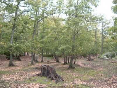 Résultat de recherche: El Feija