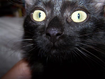 Œuvre de graphia: de près