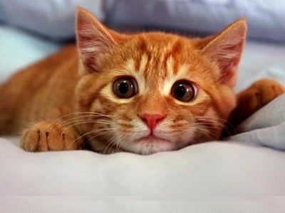 Résultat de recherche: Chat