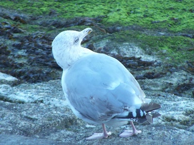 Résultat de recherche: une mouette