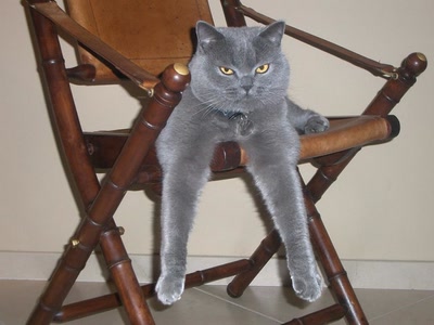 Résultat de recherche: Chat