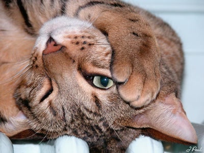 Résultat de recherche: Chat