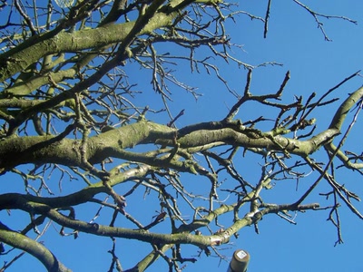 Résultat de recherche: vers le ciel !!