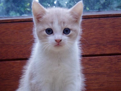 Résultat de recherche: Chat