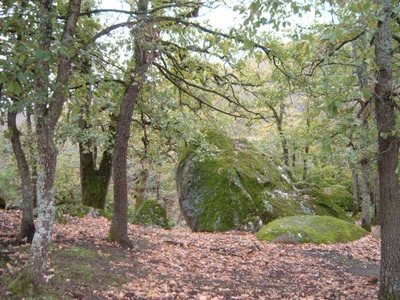 Résultat de recherche: El Feija